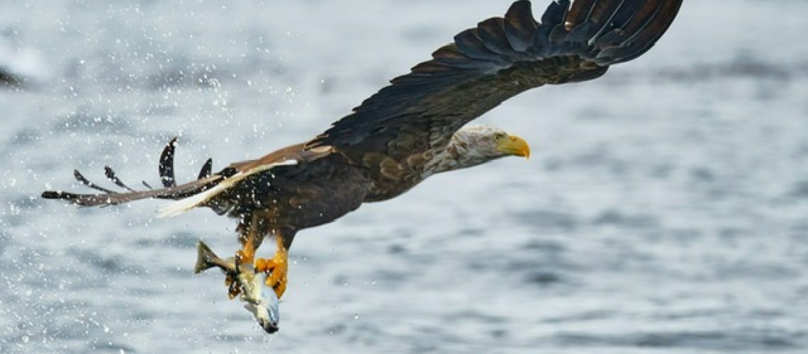 Eagle