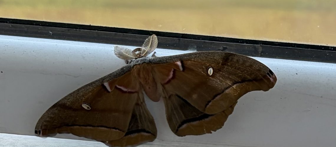 Moth