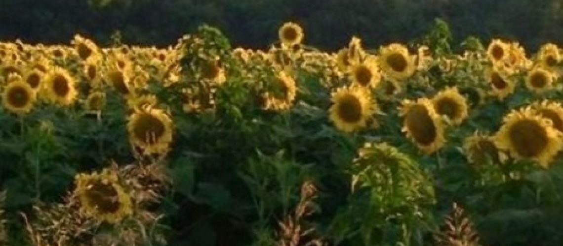 Sunflowers 2
